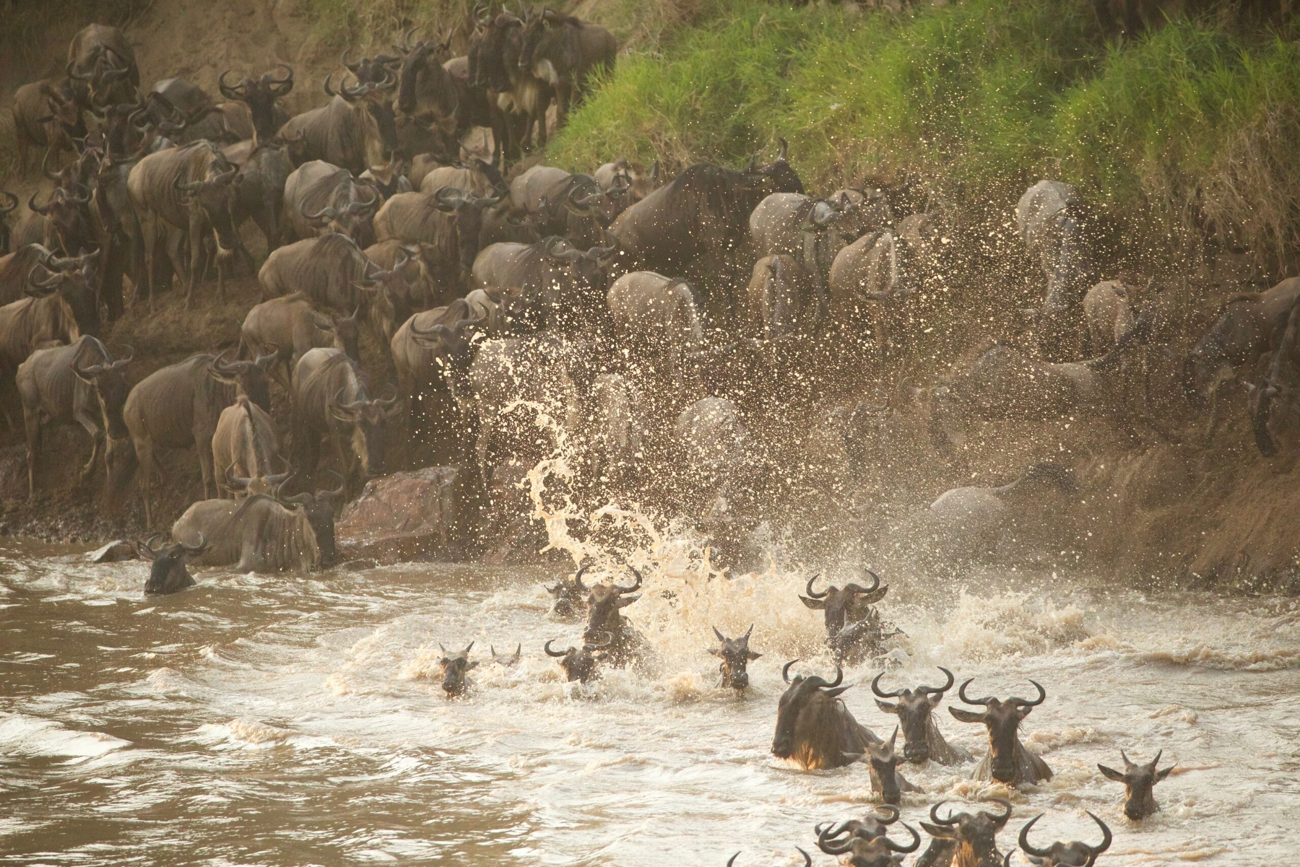 Wildebeest, river crossing, Serengeti, Tanzania